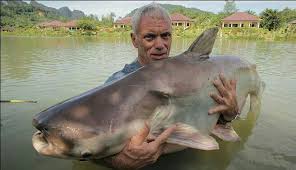 Mekong Giant Catfish, River Monsters Wiki