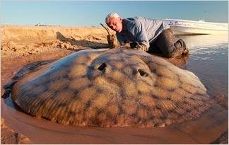 giant freshwater stingray barb