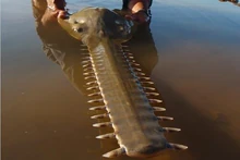 Killer-fish-freshwater-sawfish-pictures6