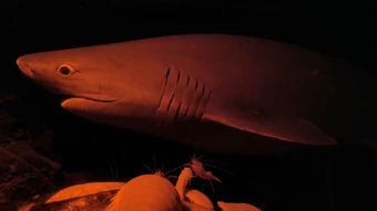 User blog:Cougarcat/Top 10 Favorite River Monsters Episodes (Current) | River  Monsters Wiki | Fandom