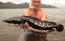 Jeremy holding a snakehead which was caught underwater in a river in Thailand.