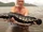Giant Snakehead