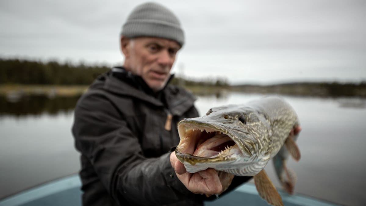 Jeremy Finally Catches A MONSTRUOUS Wolf Fish, WOLF FISH