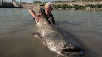 Wels Catfish, River Monsters Wiki