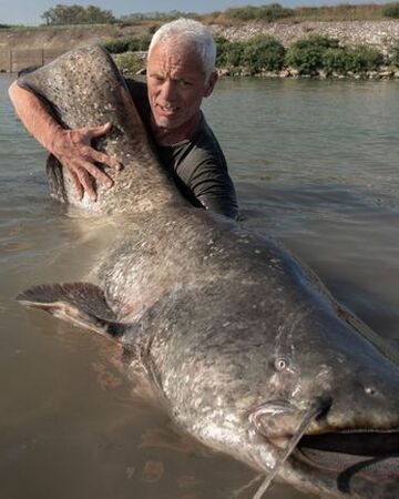 Wels Catfish River Monsters Wiki Fandom