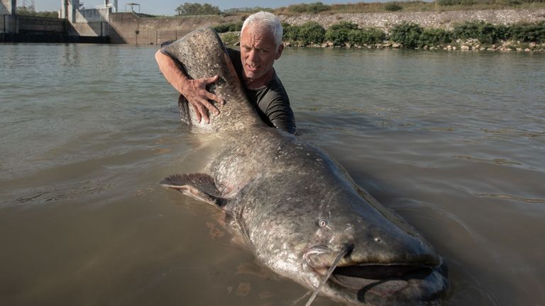 Rapid Expansion of Wels Catfish Causing Takeover of German Rivers