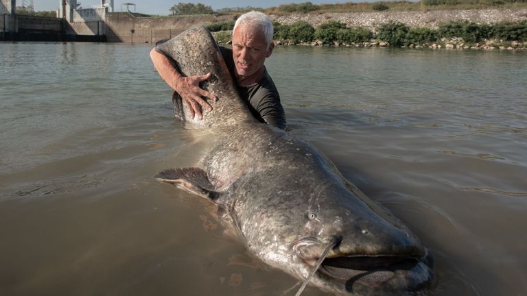 Professional Catfish Assassin - Cat fishing. fresh water river