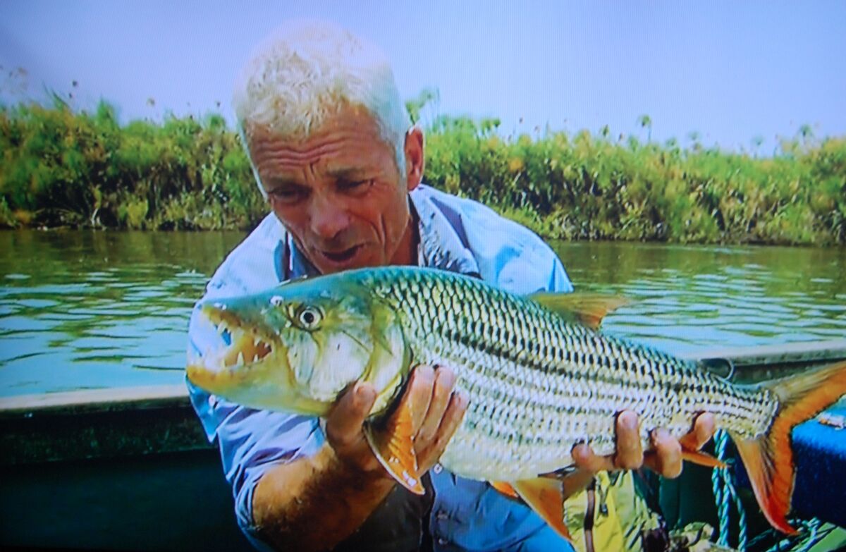 Catching Fish With Only A Spider Web & Kite, SPECIAL EPISODE!, River  Monsters, Have you ever tried to fish with no hook and no rod?  #RiverMonsters #JeremyWade #NeedleFish