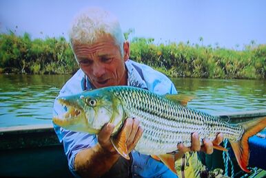 Striped Tiger Fish, River Monsters Wiki