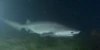 Sixgill Shark