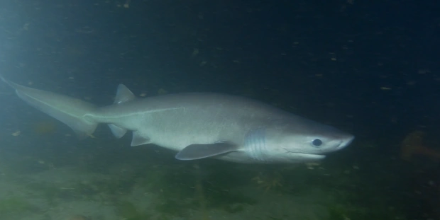 Sixgill Shark