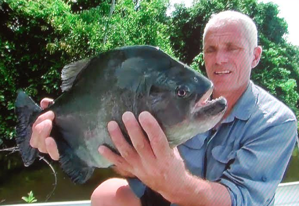 Black Piranha River Monsters Wiki Fandom