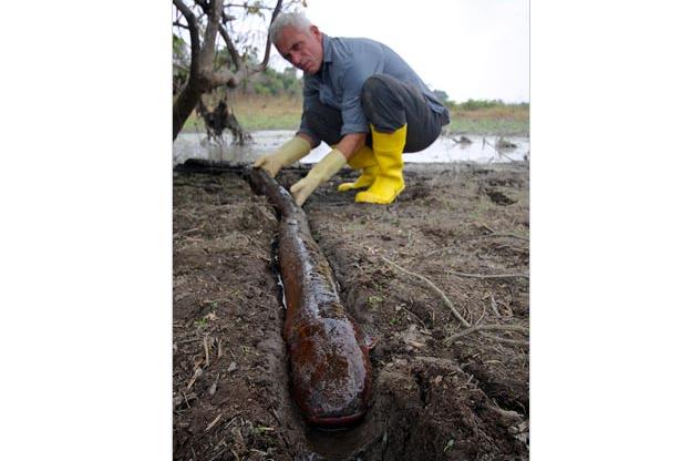 Electric Eel | River Monsters Wiki | Fandom