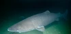 Greenland Shark