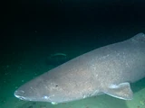 Greenland Shark