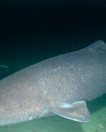 Greenland Shark River Monsters Wiki Fandom