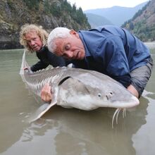 River monsters white sturgeon clearance