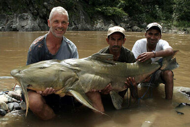 Jeremy catches an Arapima in the # and its not a small #fish 🐟 , Jeremy Wade