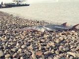 Chinese Paddlefish