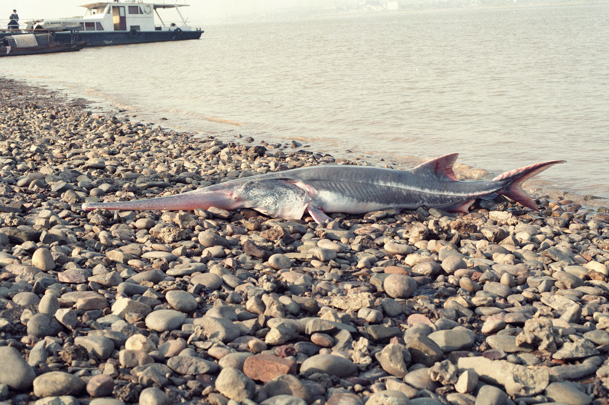 Chinese Paddlefish, River Monsters Wiki