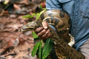 A closer look at the gripping power of the Anaconda