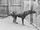 Thylacine