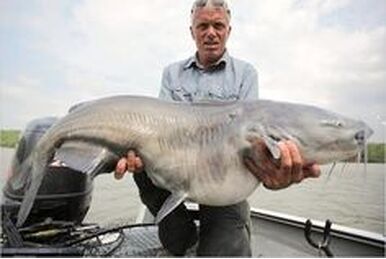 Catching Fish With Only A Spider Web & Kite, SPECIAL EPISODE!, River  Monsters, Have you ever tried to fish with no hook and no rod?  #RiverMonsters #JeremyWade #NeedleFish