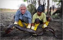 Jeremy electric eel 27