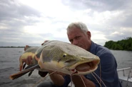Wade with a Redtail Catfish