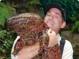Giant Japanese Salamander