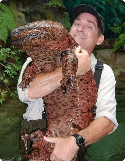 Th voetstuk Voor u Giant Japanese Salamander | River Monsters Wiki | Fandom