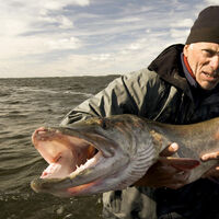 Jeremy wade muskie clearance