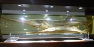 1200px-A specimen of Psephurus gladius, Museum of Hydrobiological Sciences, Wuhan Institute of Hydrobiology (4)