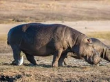 Hippopotamus