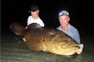 Grouper