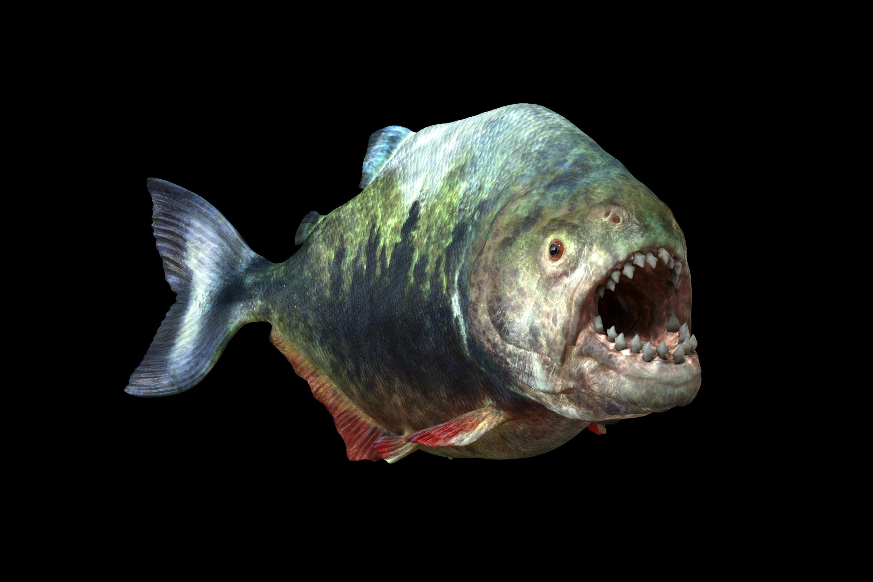 mega piranha prehistoric