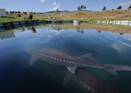 The potential size of the White Sturgeon (photo from a sturgeon farm)