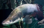 Images (5).jpg (8 KB) Another shot of an Arapaima swimming underwater