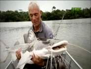 Another small Piraiba