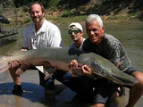 Alligator Gar