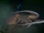 Giant Pacific Octopus