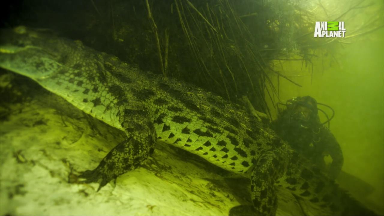 nile crocodile underwater