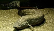 An African Lungfish swimming on the riverbed.