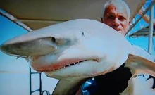 Jeremy holding the extremely rare Glyphis Shark caught in the Fitzroy River.