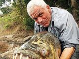 Goliath Tiger Fish