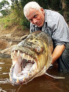 Goliath Tiger Fish River Monsters Wiki Fandom