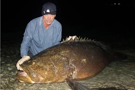 Goliath-grouper-photo-03-625x450