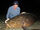 Goliath Grouper