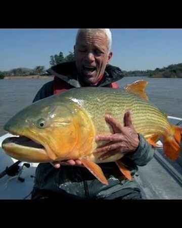 Golden Dorado River Monsters Wiki Fandom Golden Dorado River Monsters Wiki Fandom