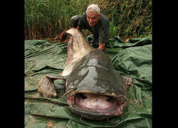 Wels Catfish, River Monsters Wiki